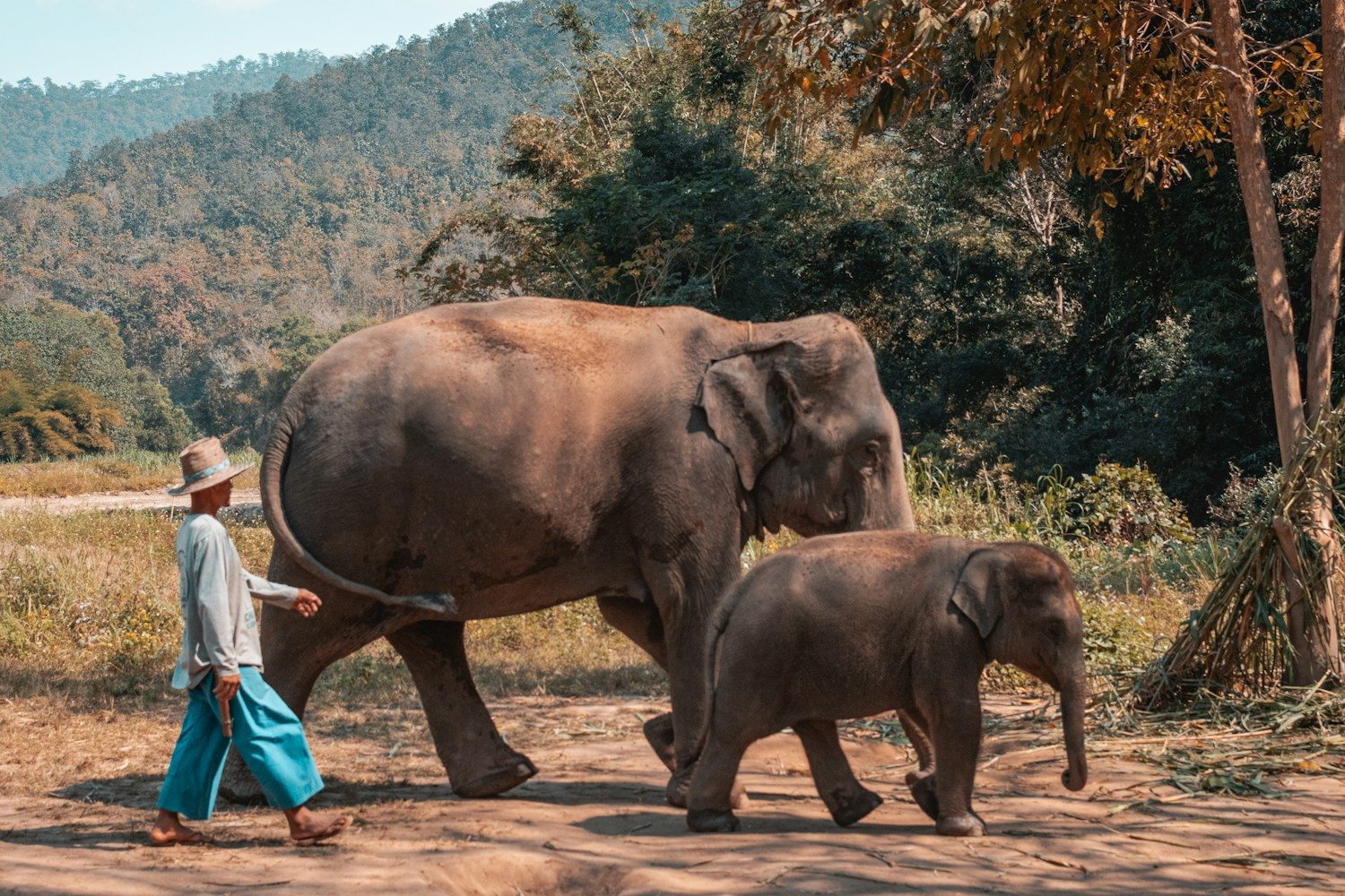 woman in white shirt and blue pants standing beside brown elephant during daytime