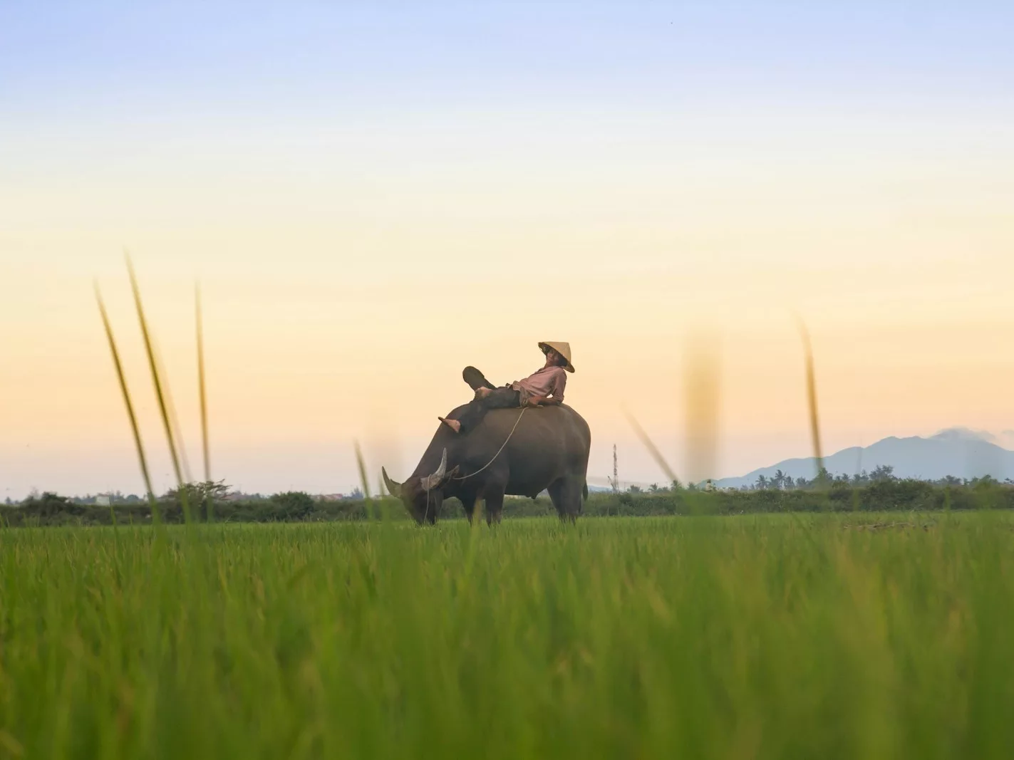 person riding black buffalo on green fields